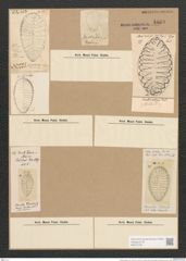 Surirella striatula Turp. (de-Toni-Nr.: Genus 53, Species 2238) Zeichnungen Sammlung Grunow Nr. 4669 (NHMW-BOT-W0372736)